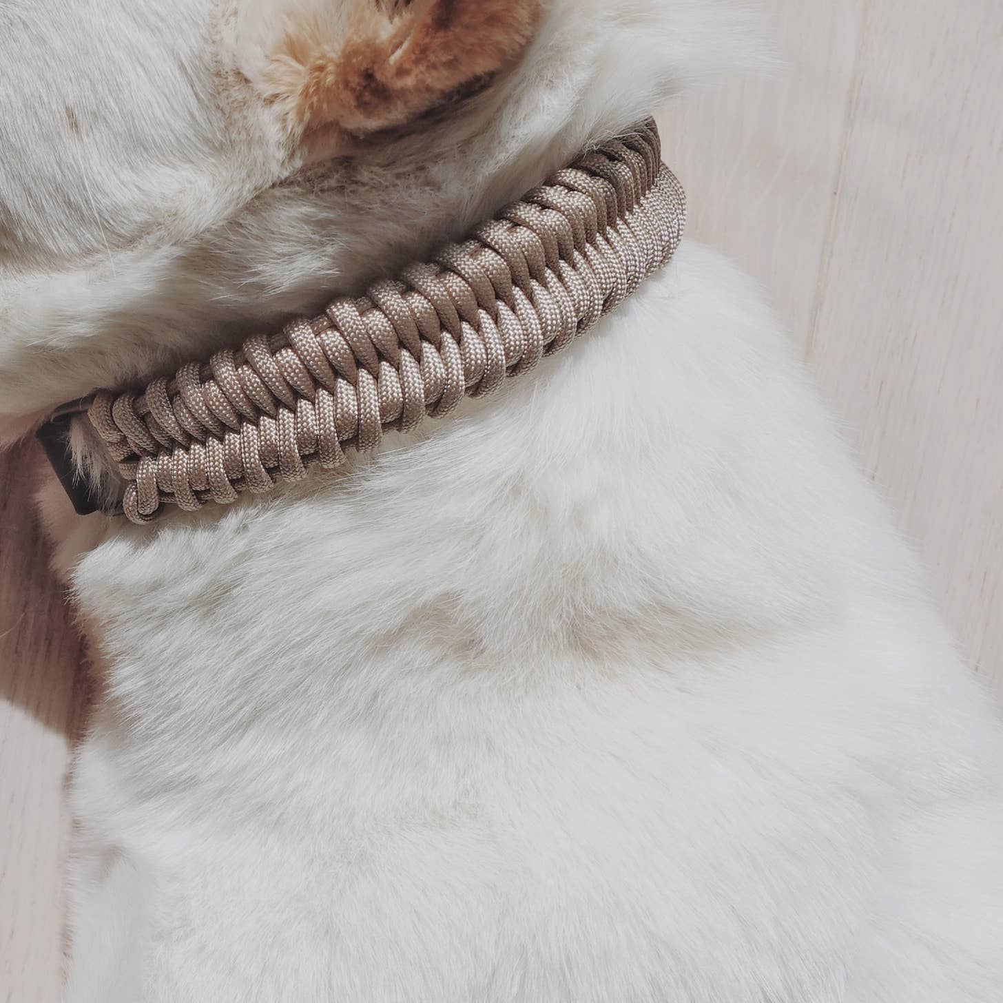 Fossil Wide- Dog Collar | The Tail That Got Away Fossil Wide- Dog Collar | The Tail That Got Away
